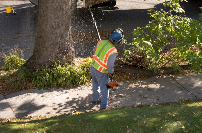Sidewalk-Root-Pruning